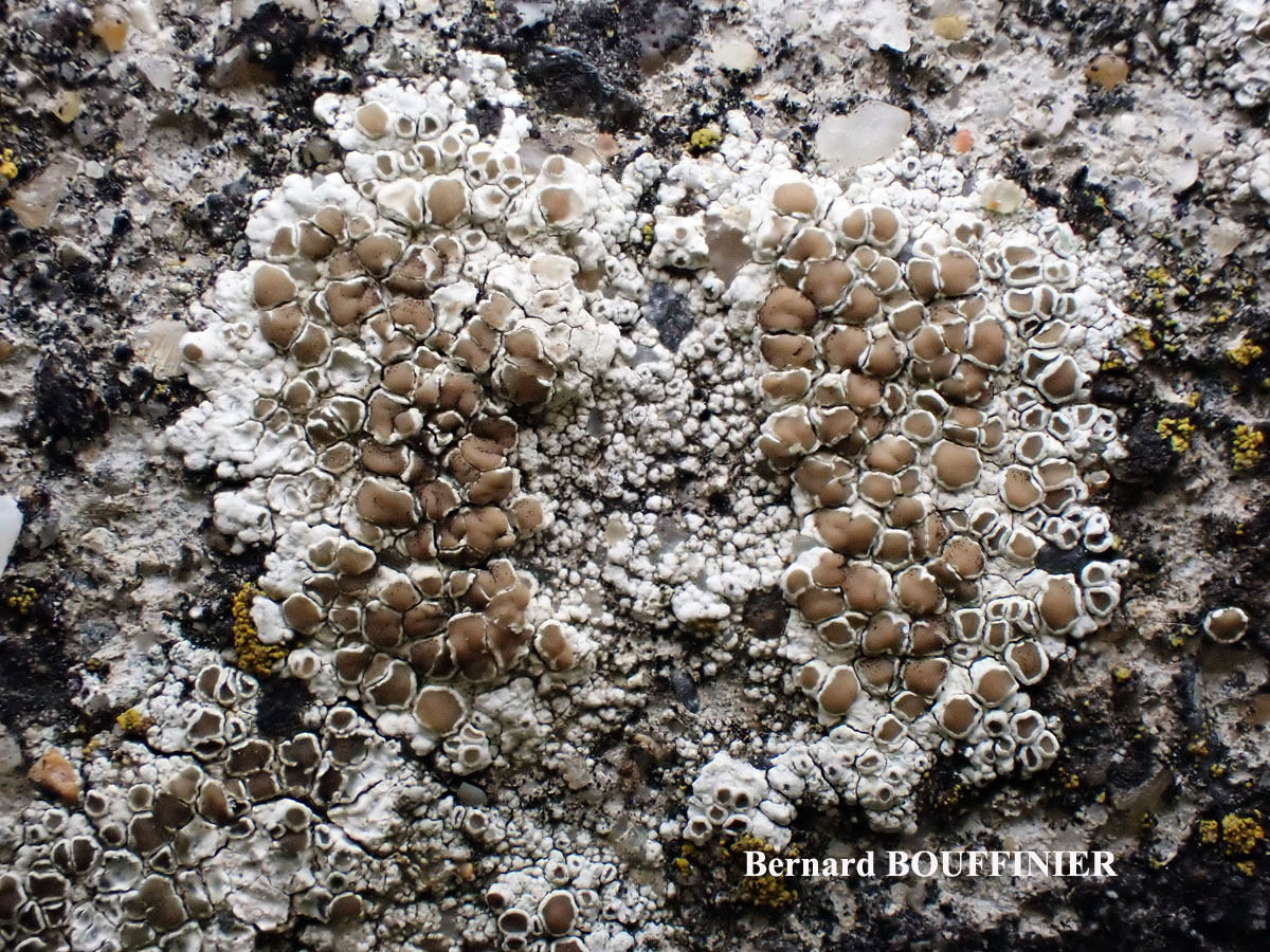 Lecanora campestris subsp. campestris morpho campestris forme sur béton.